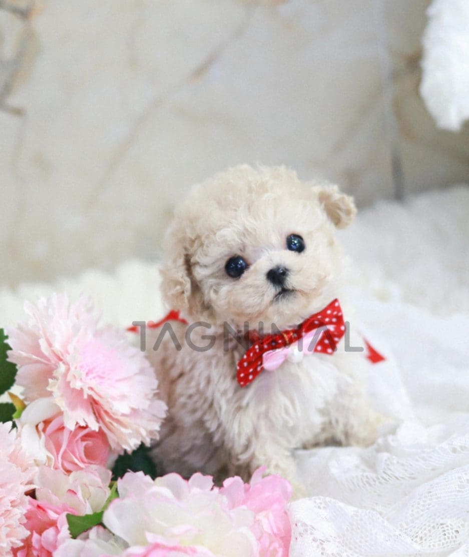 Maltipoo puppy for sale, dog for sale at Tagnimal 