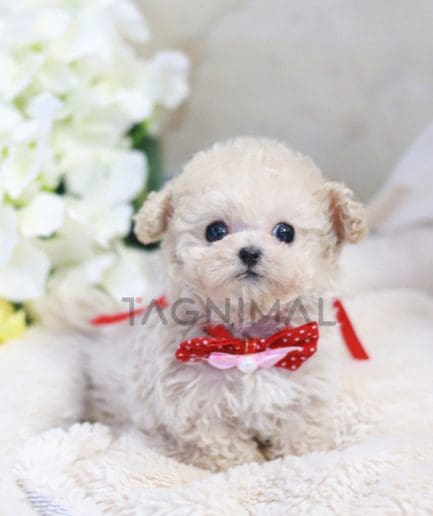 Maltipoo puppy for sale, dog for sale at Tagnimal 