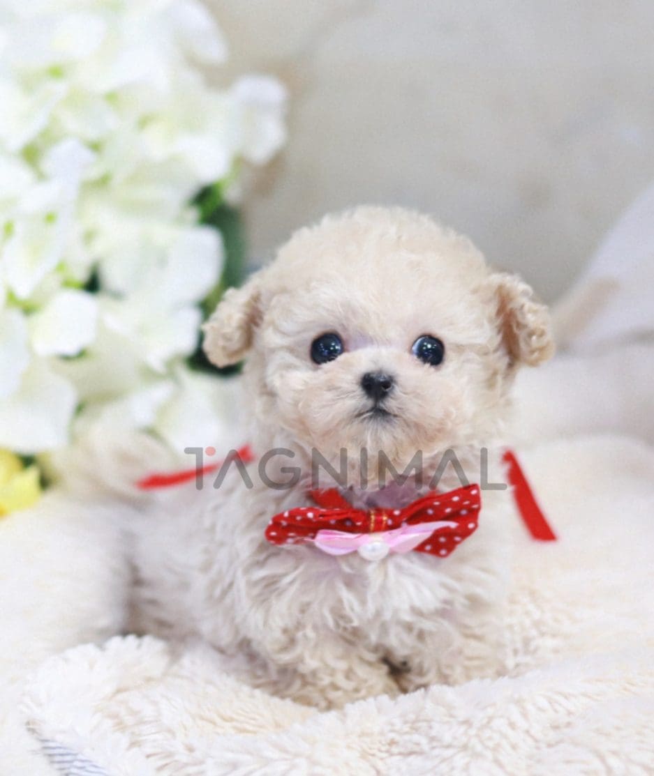 Maltipoo puppy for sale, dog for sale at Tagnimal 