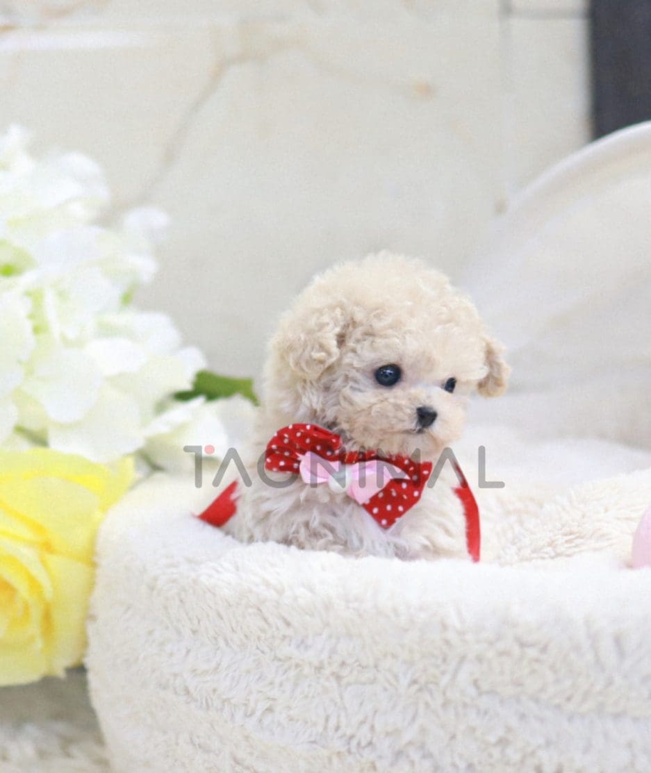 Maltipoo puppy for sale, dog for sale at Tagnimal 