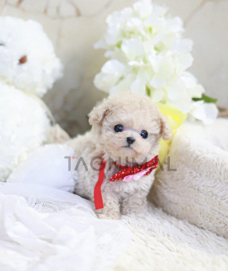 Maltipoo puppy for sale, dog for sale at Tagnimal 