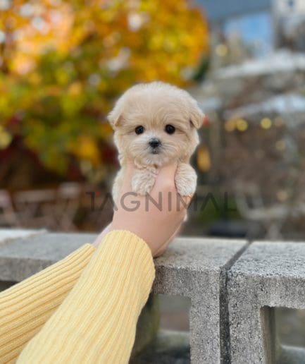 Maltipoo puppy for sale, dog for sale at Tagnimal 