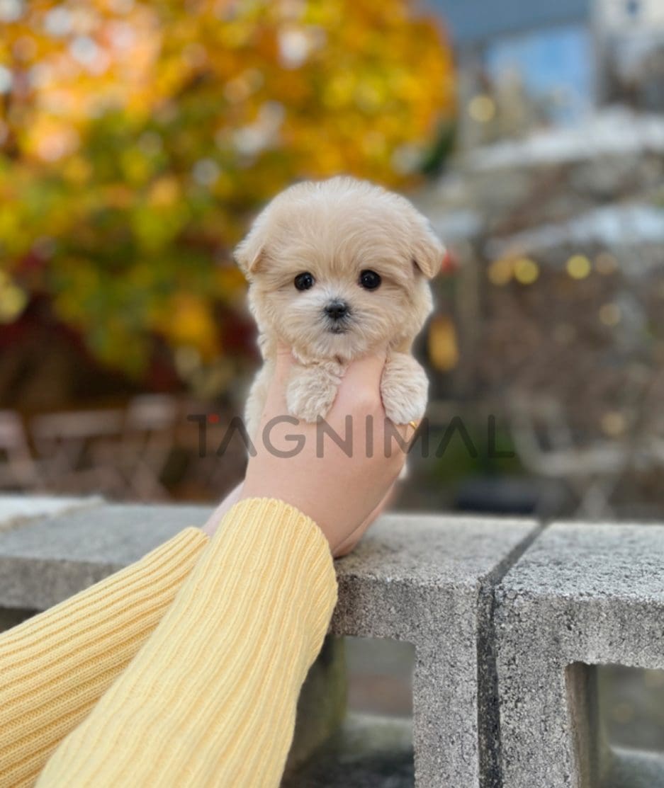 Maltipoo puppy for sale, dog for sale at Tagnimal 