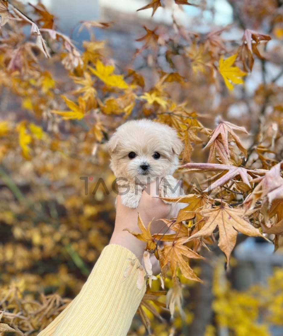 Maltipoo puppy for sale, dog for sale at Tagnimal 