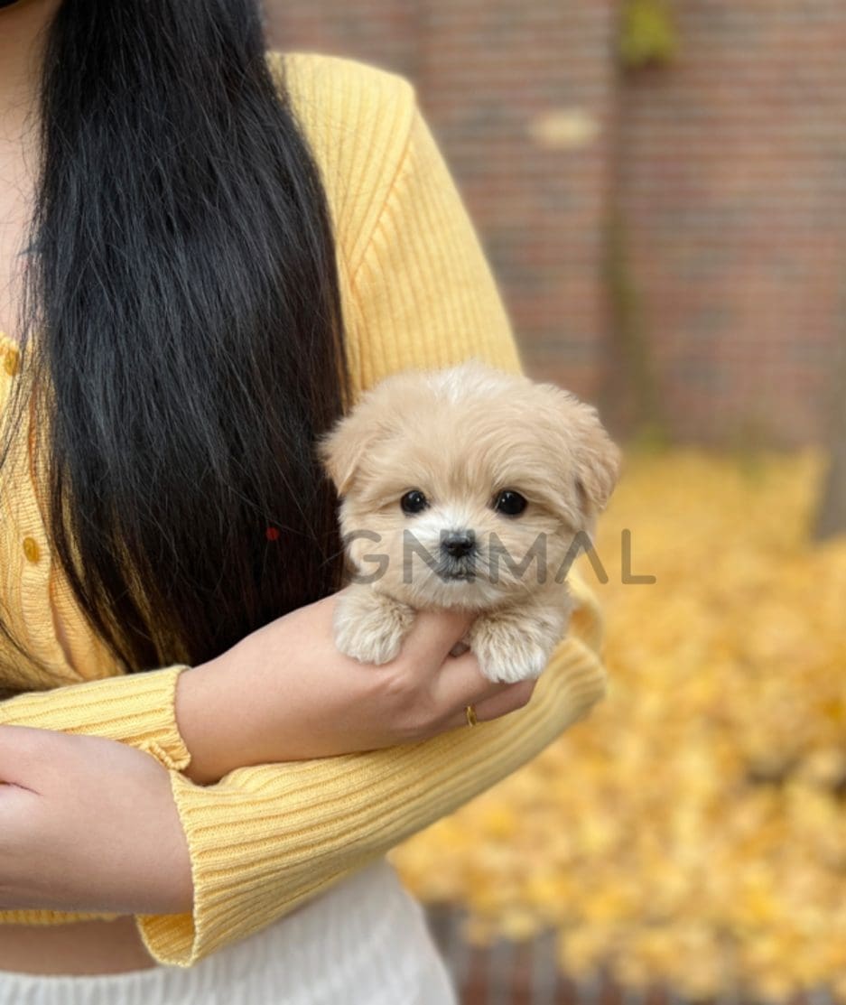 Maltipoo puppy for sale, dog for sale at Tagnimal 