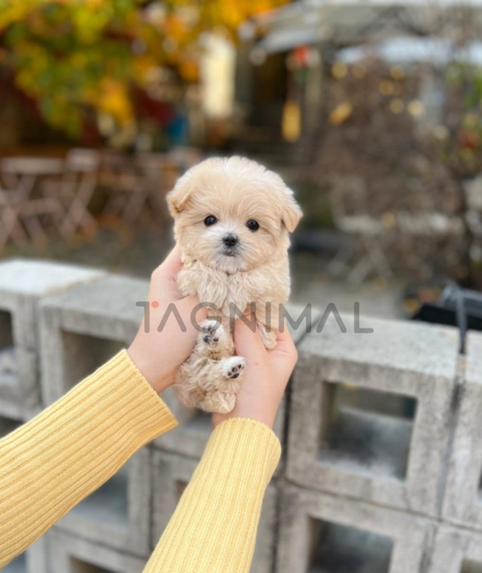 Maltipoo puppy for sale, dog for sale at Tagnimal 