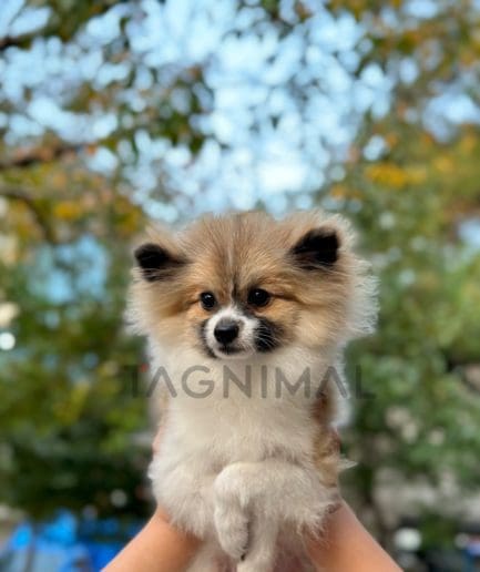 Pomeranian puppy for sale, dog for sale at Tagnimal 