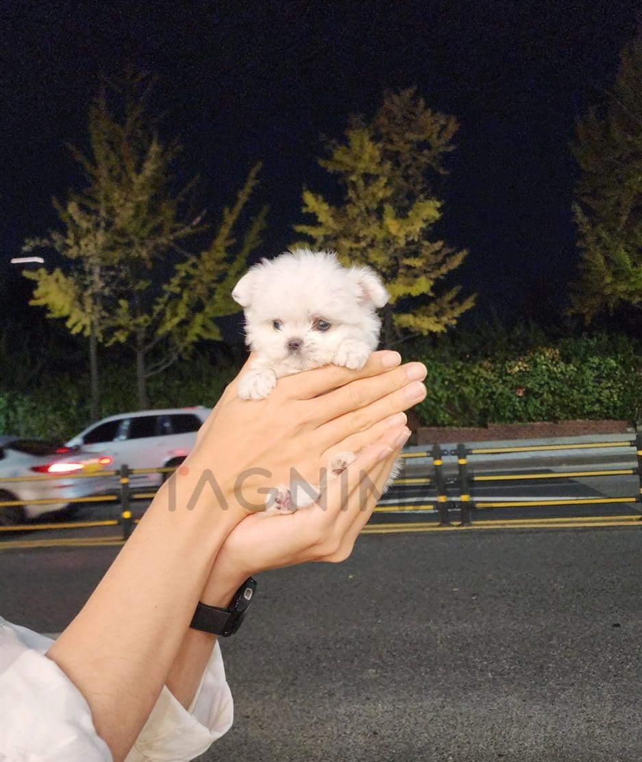 Maltese puppy for sale, dog for sale at Tagnimal 