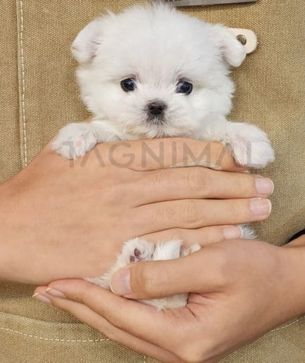 Maltese puppy for sale, dog for sale at Tagnimal 