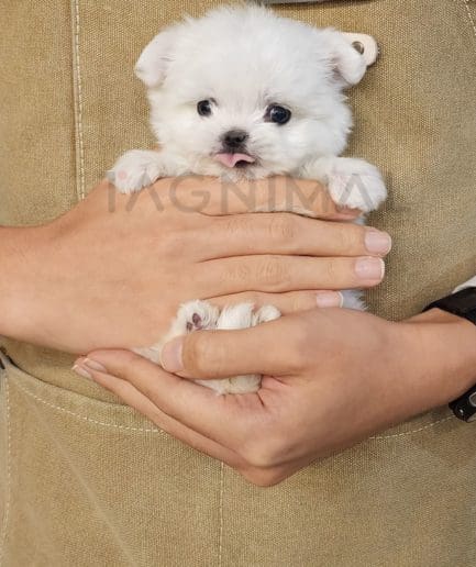 Maltese puppy for sale, dog for sale at Tagnimal 