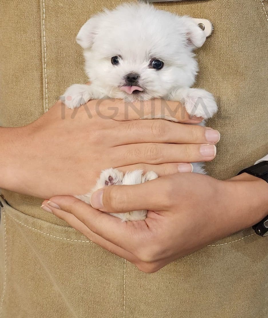 Maltese puppy for sale, dog for sale at Tagnimal 