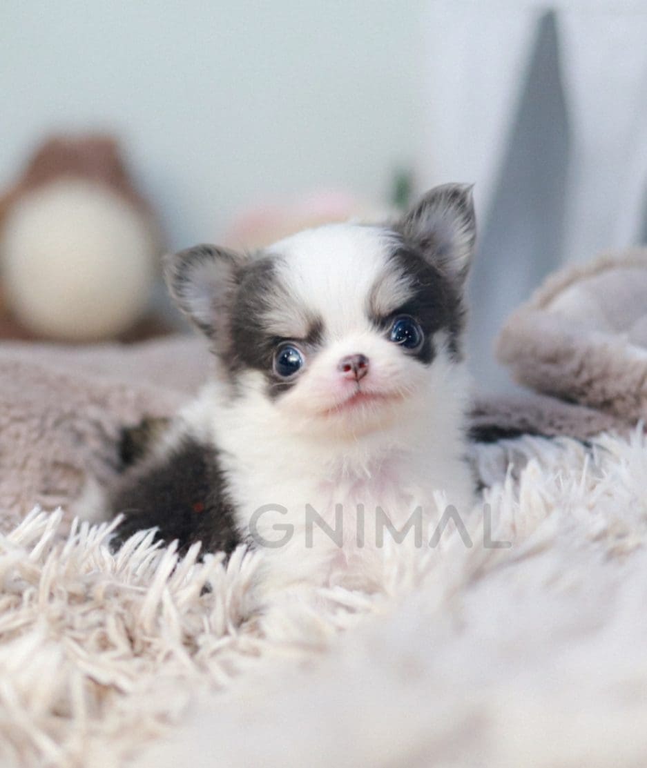 Chihuahua puppy for sale, dog for sale at Tagnimal 