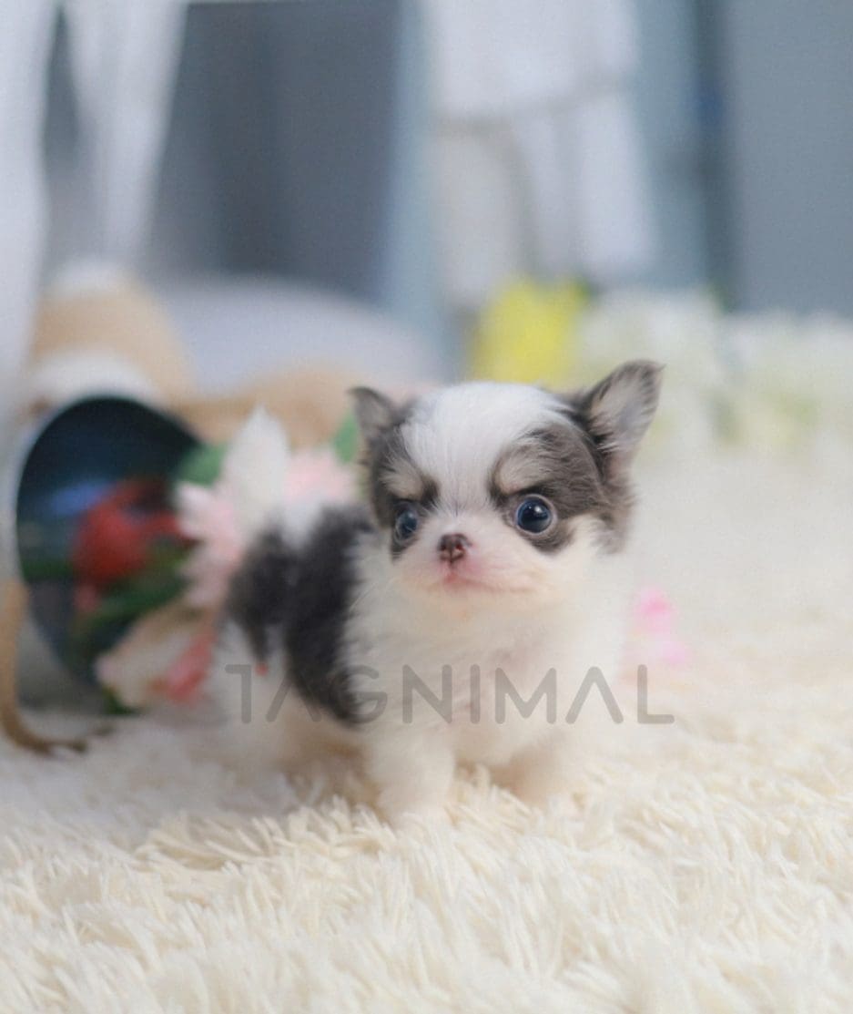 Chihuahua puppy for sale, dog for sale at Tagnimal 