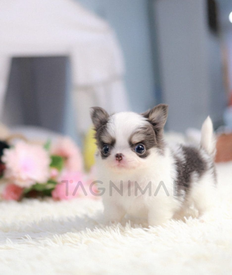 Chihuahua puppy for sale, dog for sale at Tagnimal 