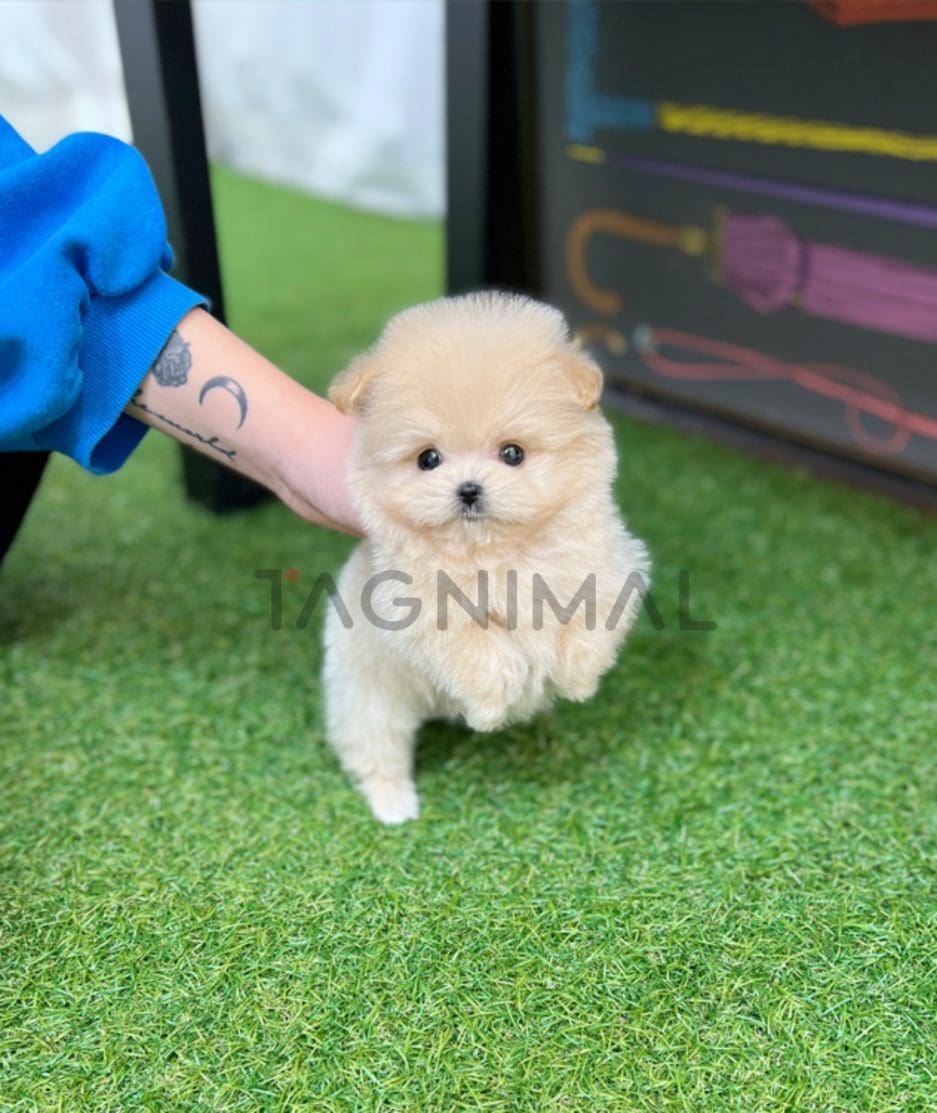 Maltipoo puppy for sale, dog for sale at Tagnimal 