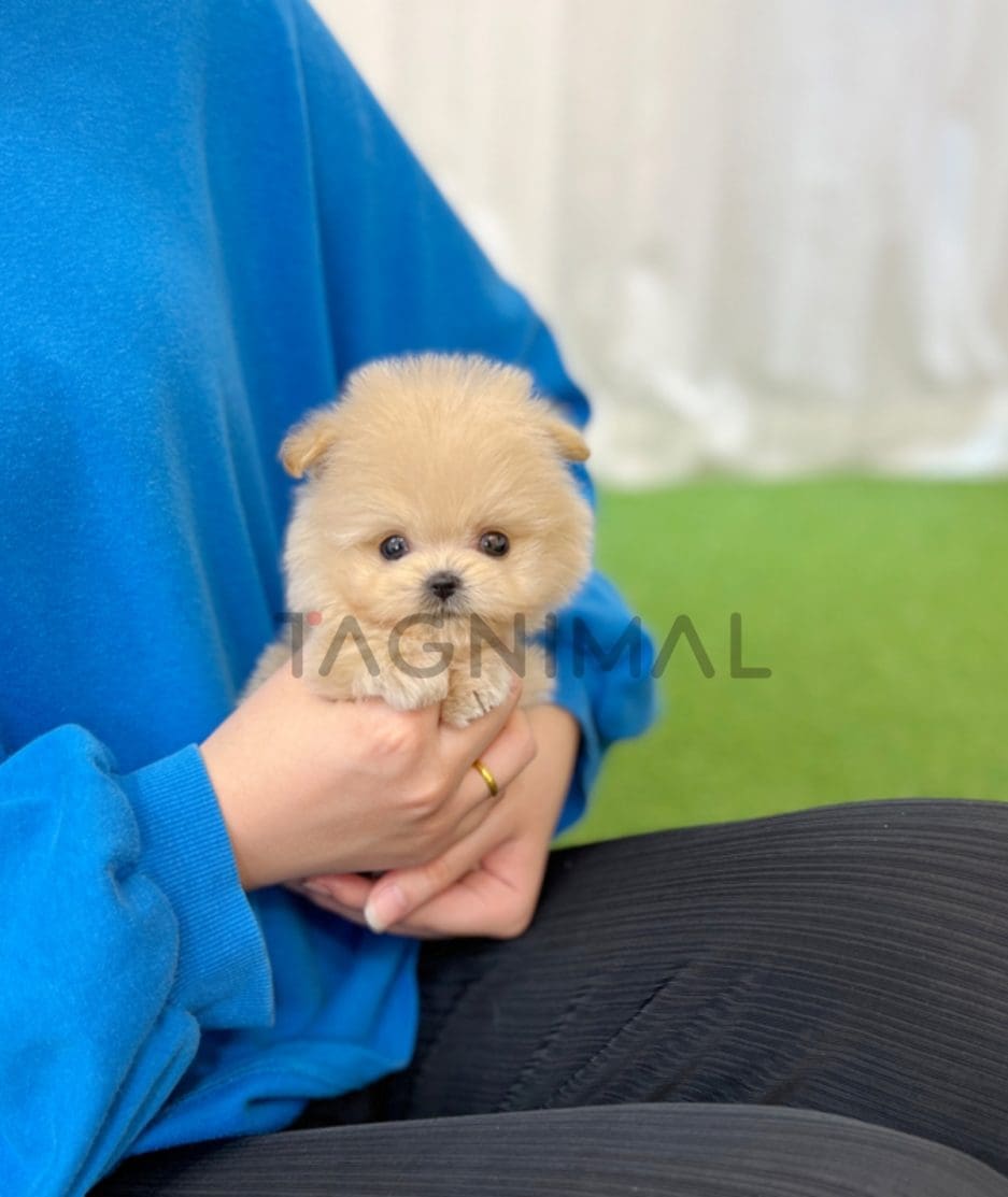 Maltipoo puppy for sale, dog for sale at Tagnimal 