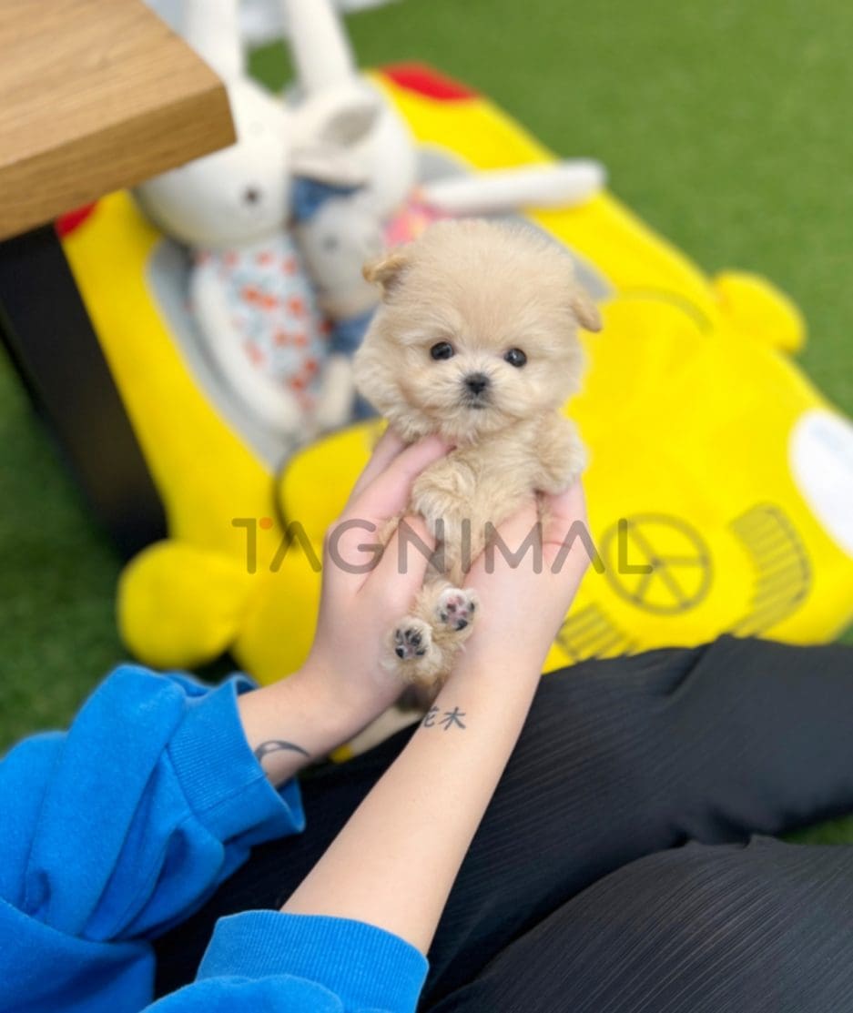 Maltipoo puppy for sale, dog for sale at Tagnimal 