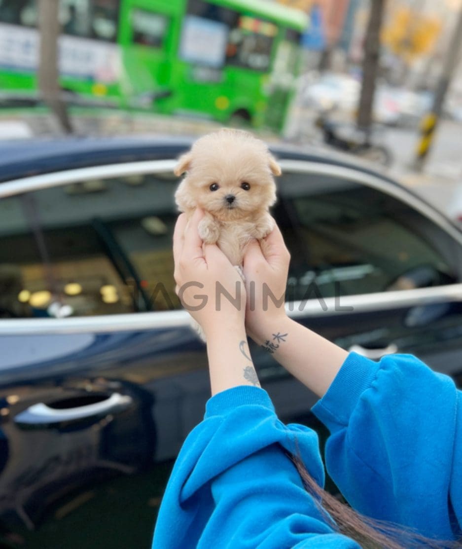 Maltipoo puppy for sale, dog for sale at Tagnimal 