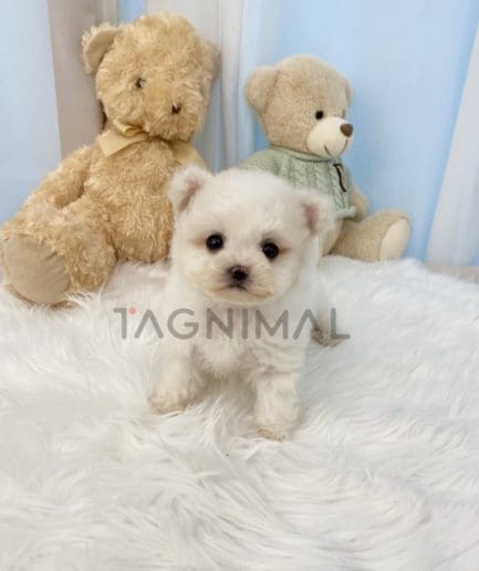 Bichon puppy for sale, dog for sale at Tagnimal 