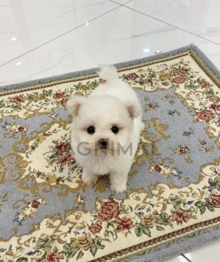 Bichon puppy for sale, dog for sale at Tagnimal 