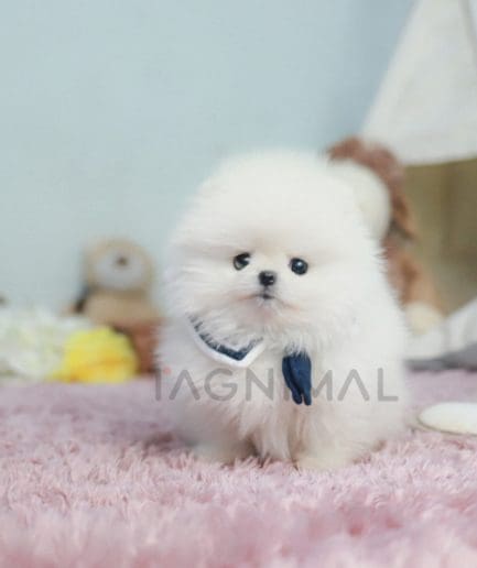 Pomeranian puppy for sale, dog for sale at Tagnimal 