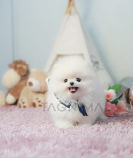 Pomeranian puppy for sale, dog for sale at Tagnimal 