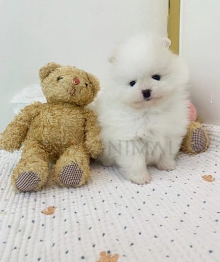 Pomeranian puppy for sale, dog for sale at Tagnimal 