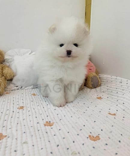 Pomeranian puppy for sale, dog for sale at Tagnimal 