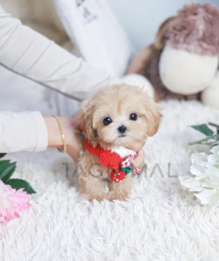 Maltipoo puppy for sale, dog for sale at Tagnimal 