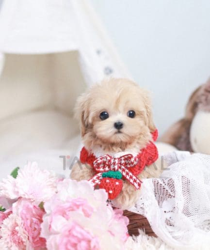 Maltipoo puppy for sale, dog for sale at Tagnimal 