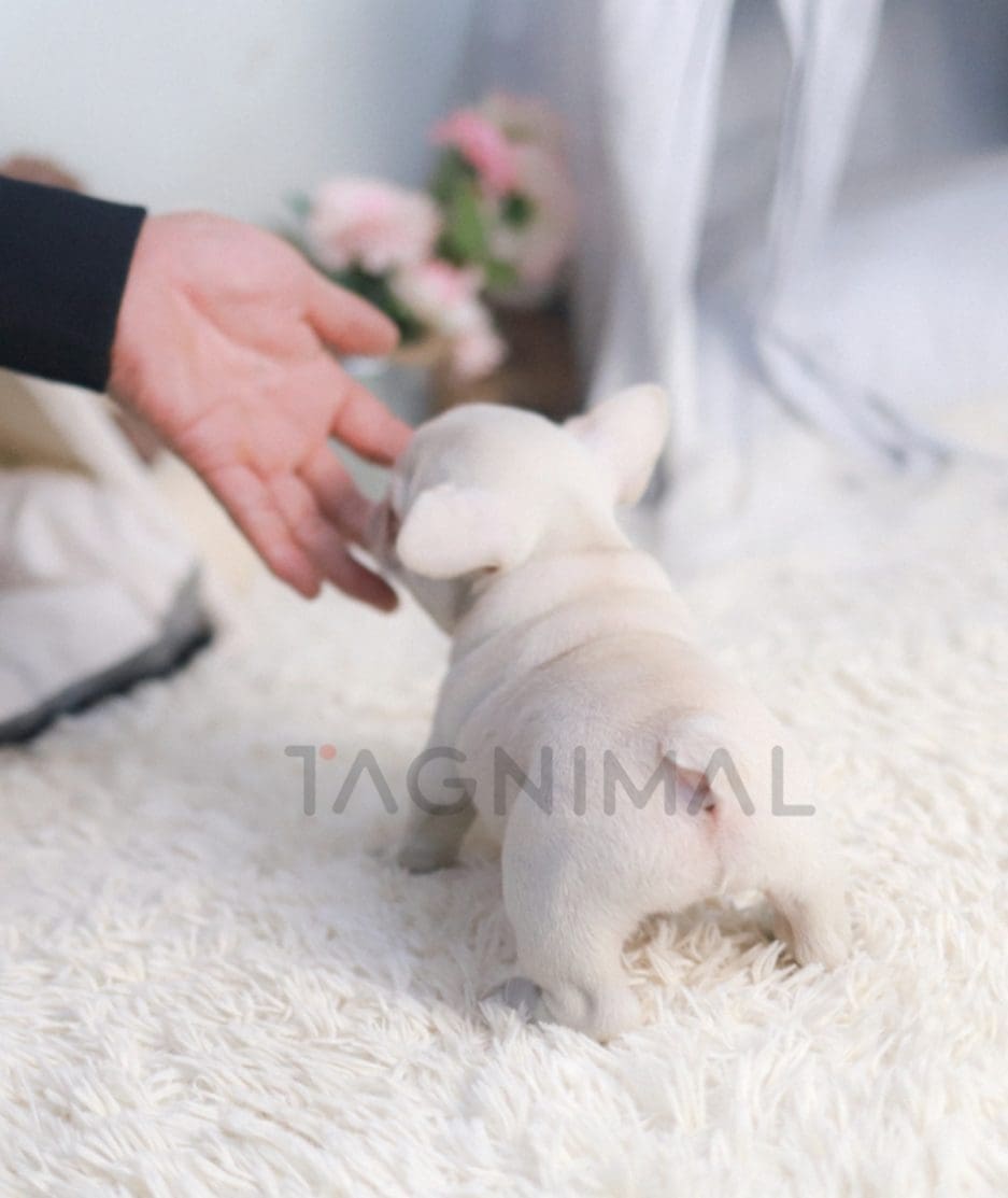 French Bulldog puppy for sale, dog for sale at Tagnimal 