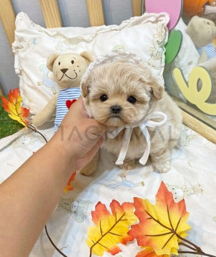 Maltipoo puppy for sale, dog for sale at Tagnimal 