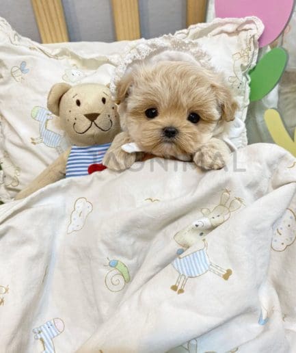 Maltipoo puppy for sale, dog for sale at Tagnimal 