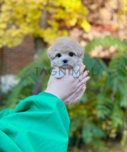 Maltipoo puppy for sale, dog for sale at Tagnimal 