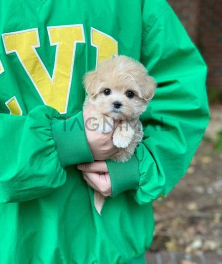 Maltipoo puppy for sale, dog for sale at Tagnimal 