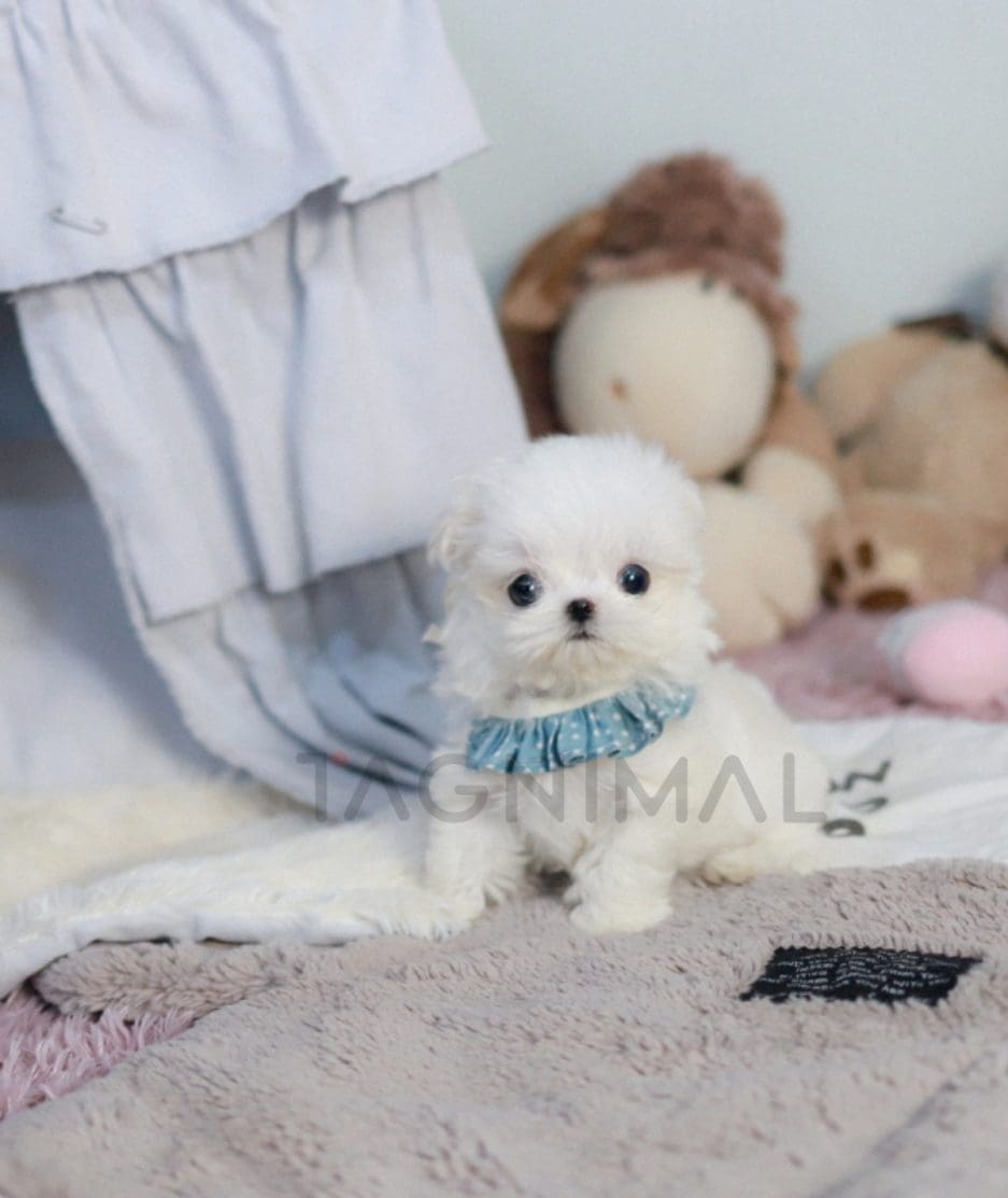 Maltese puppy for sale, dog for sale at Tagnimal 