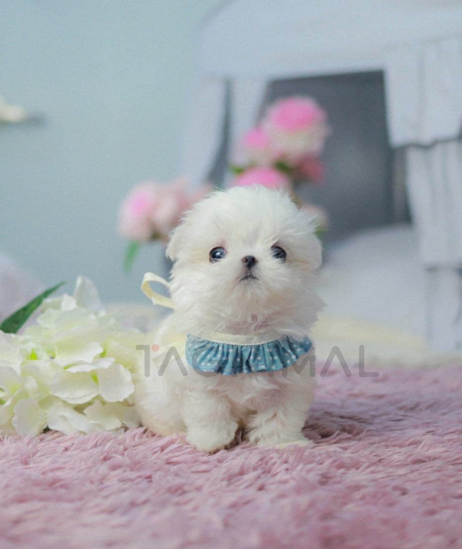 Maltese puppy for sale, dog for sale at Tagnimal 