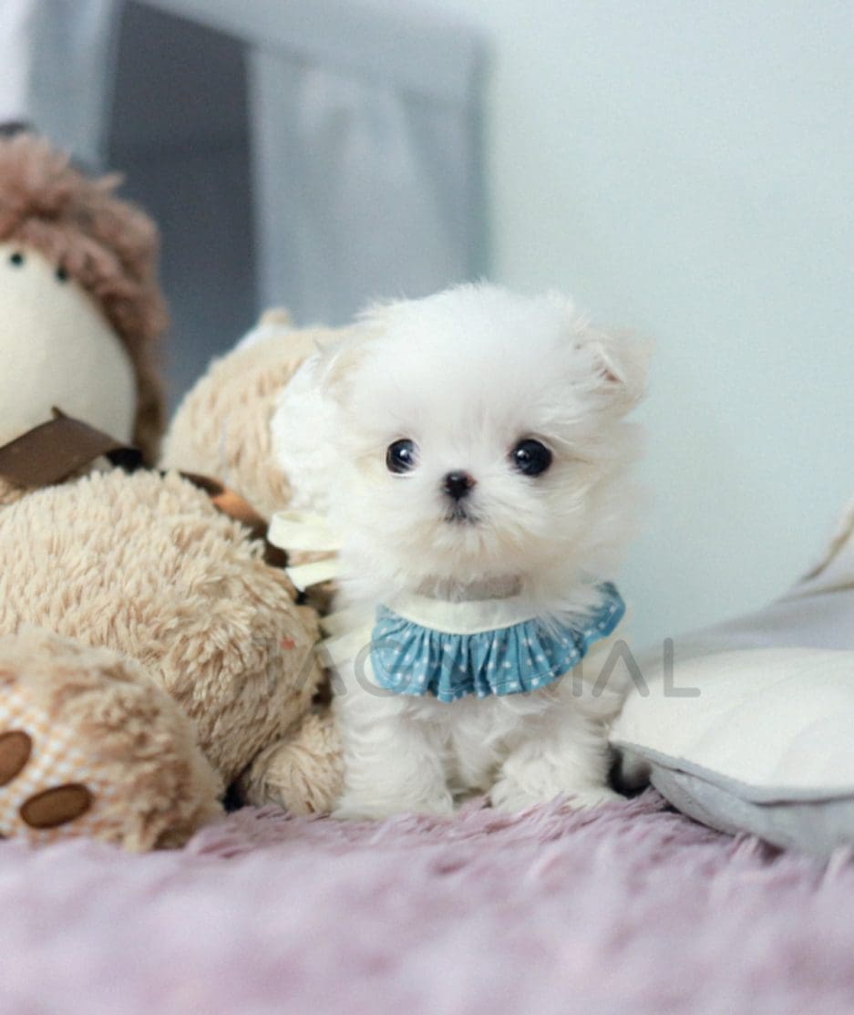 Maltese puppy for sale, dog for sale at Tagnimal 