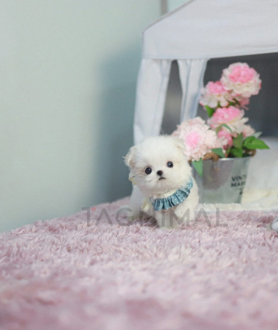 Maltese puppy for sale, dog for sale at Tagnimal 