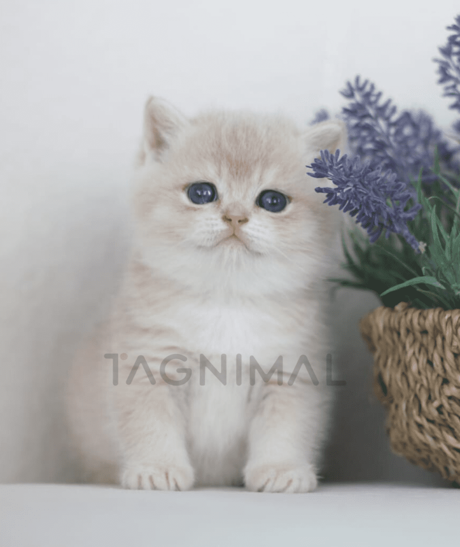 British Shorthair kitten for sale, cat for sale at Tagnimal