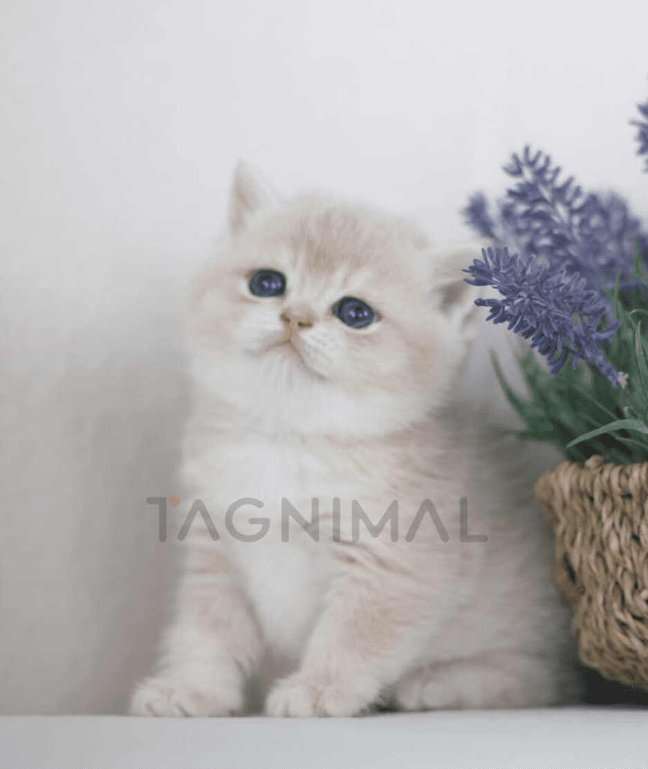 British Shorthair kitten for sale, cat for sale at Tagnimal