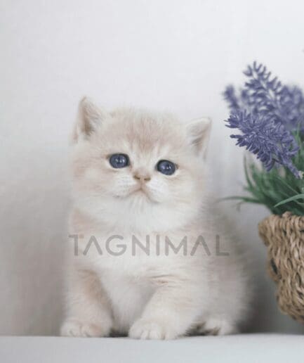 British Shorthair kitten for sale, cat for sale at Tagnimal