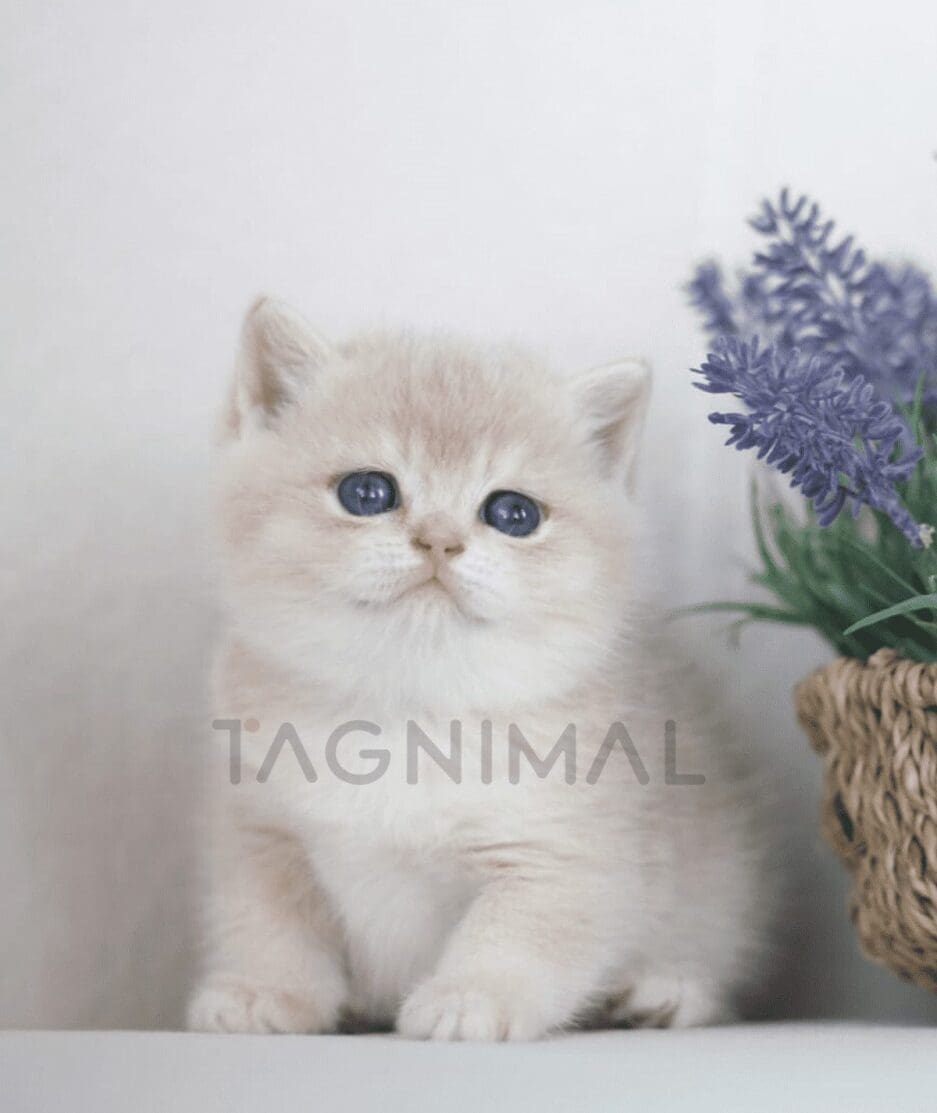 British Shorthair kitten for sale, cat for sale at Tagnimal