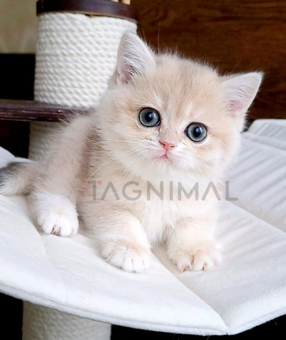 British Shorthair kitten for sale, cat for sale at Tagnimal