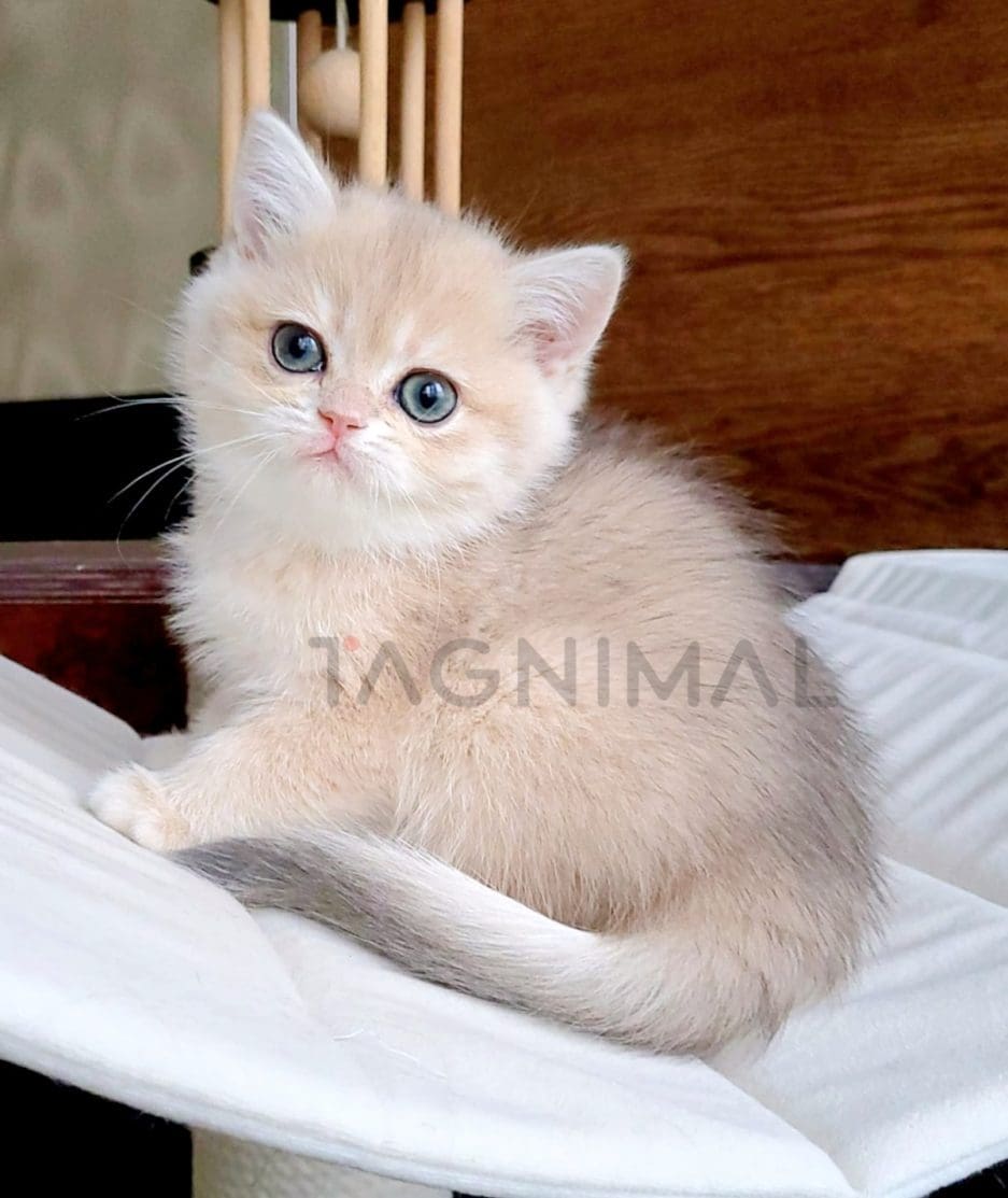 British Shorthair kitten for sale, cat for sale at Tagnimal