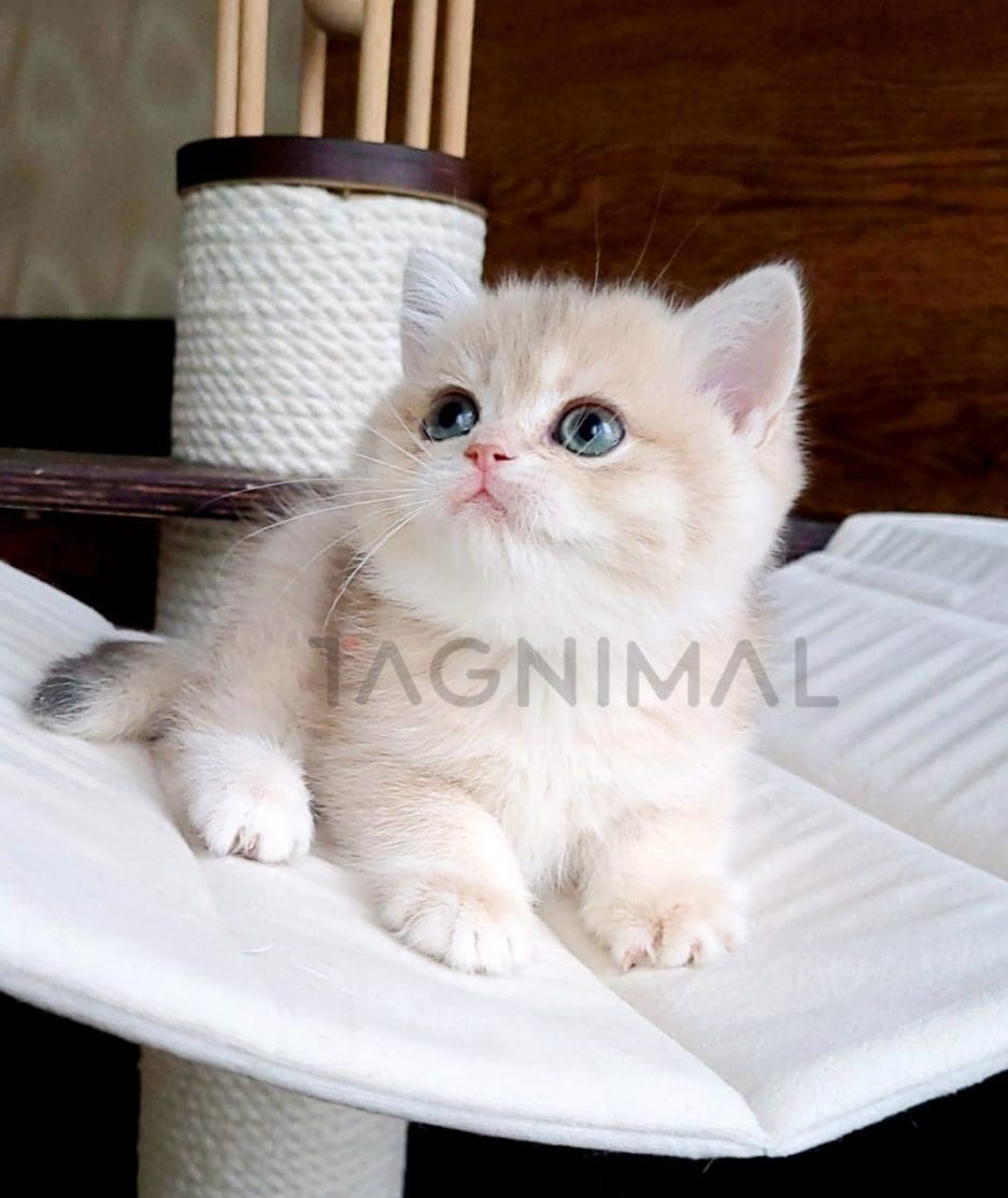 British Shorthair kitten for sale, cat for sale at Tagnimal