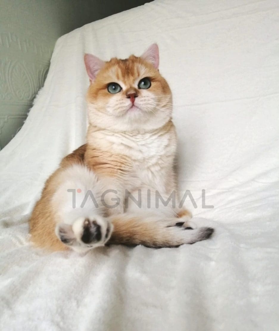 British Shorthair kitten for sale, cat for sale at Tagnimal