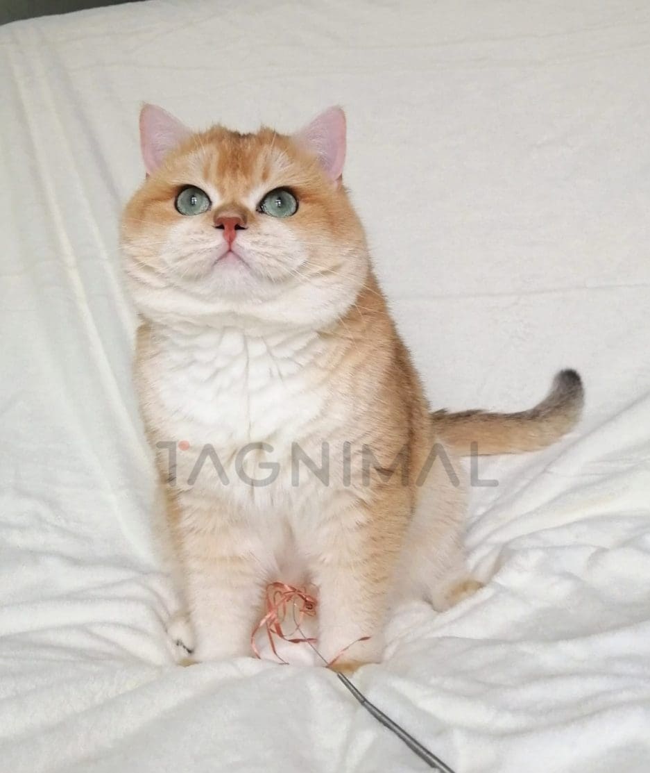 British Shorthair kitten for sale, cat for sale at Tagnimal