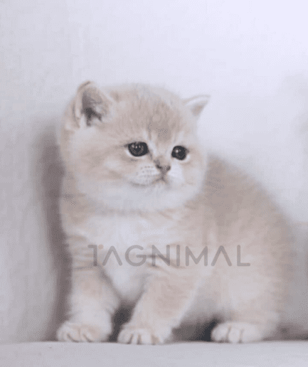 British Shorthair kitten for sale, cat for sale at Tagnimal