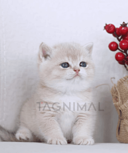 British Shorthair kitten for sale, cat for sale at Tagnimal